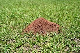 Fire Ant Control